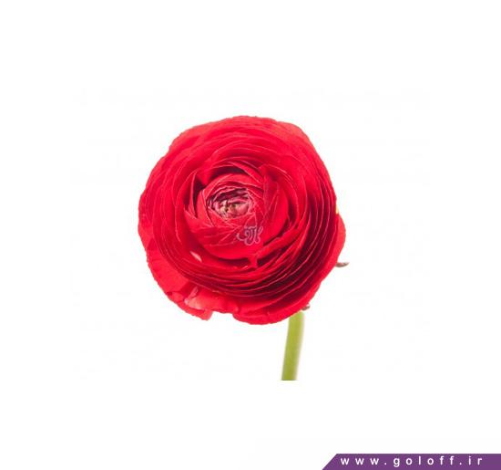گل آنلاین - گل آلاله باسلین - Ranunculus | گل آف